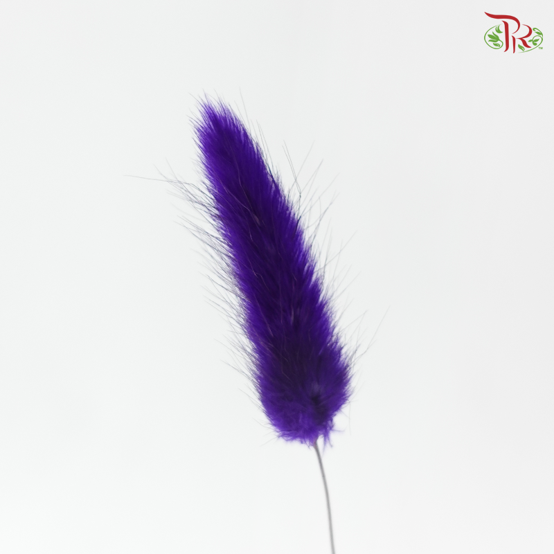 Dried Lagurus Bunny Tail - Dark Purple (Per Bunch)