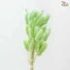 Dried Lagurus Bunny Tail - Lime Green (Per Bunch)