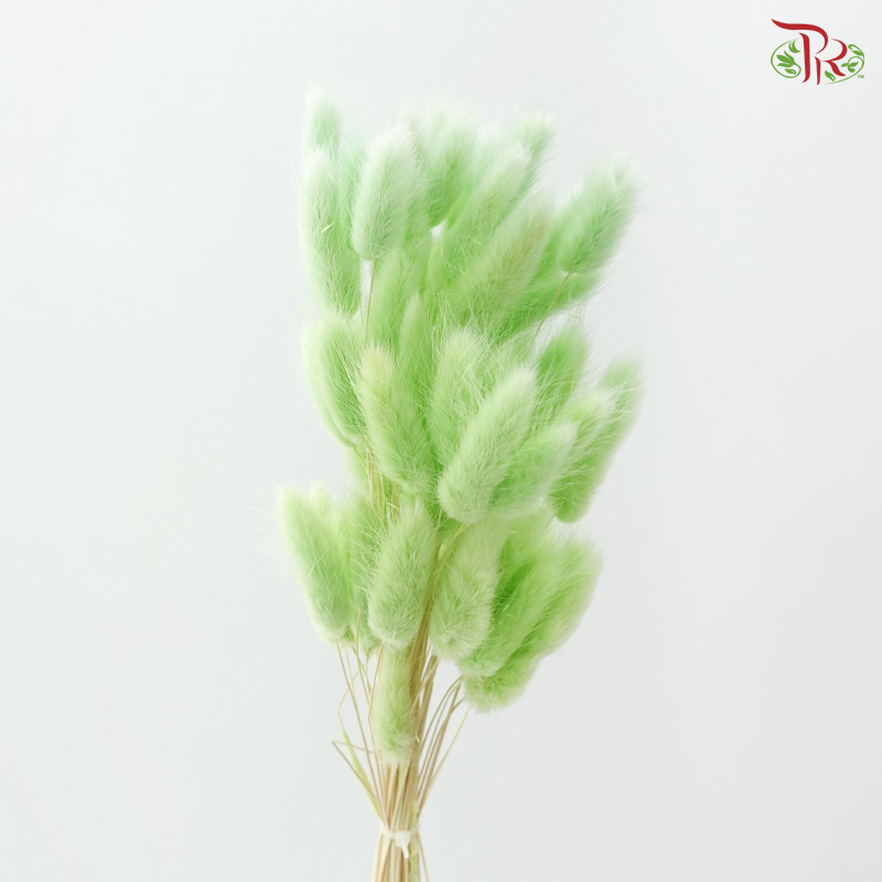 Dried Lagurus Bunny Tail - Lime Green (Per Bunch)
