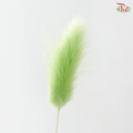 Dried Lagurus Bunny Tail - Lime Green (Per Bunch)