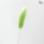 Dried Lagurus Bunny Tail - Lime Green (Per Bunch)