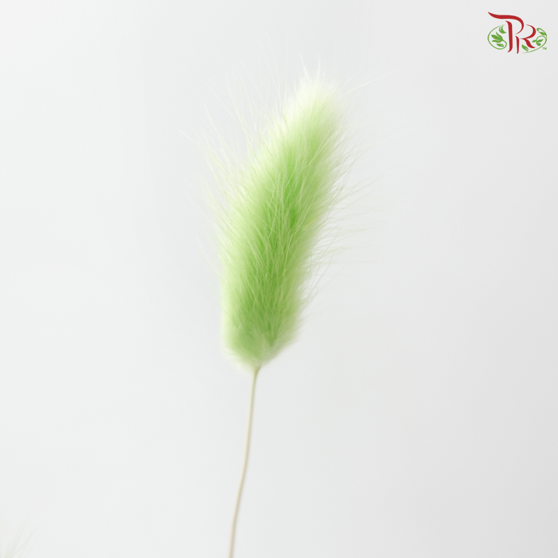 Dried Lagurus Bunny Tail - Lime Green (Per Bunch)