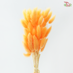 Dried Lagurus Bunny Tail - Orange (Per Bunch)