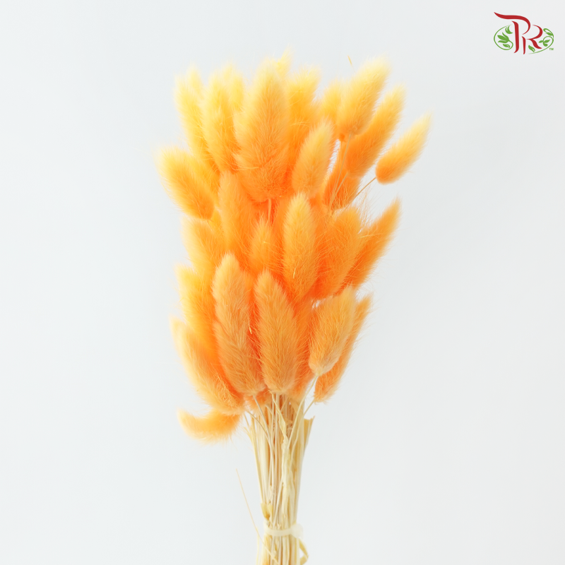 Dried Lagurus Bunny Tail - Orange (Per Bunch)