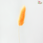 Dried Lagurus Bunny Tail - Orange (Per Bunch)