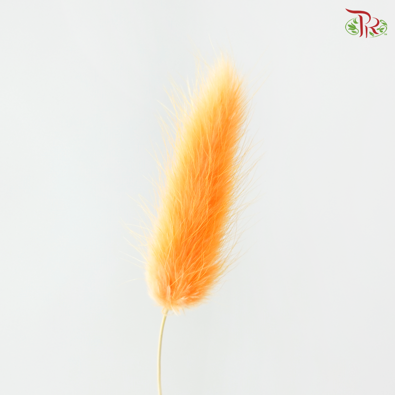 Dried Lagurus Bunny Tail - Orange (Per Bunch)