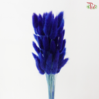 Dried Lagurus Bunny Tail - Blue (Per Bunch)