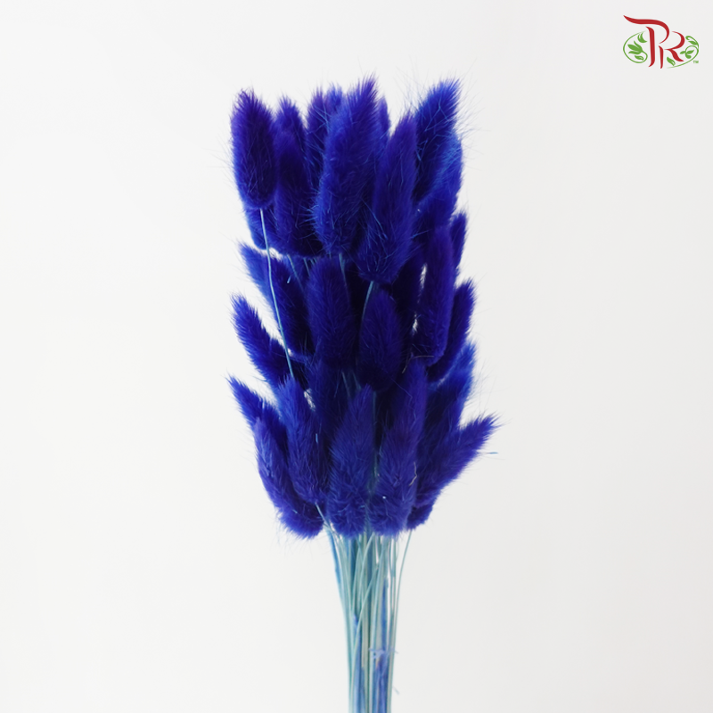 Dried Lagurus Bunny Tail - Blue (Per Bunch)