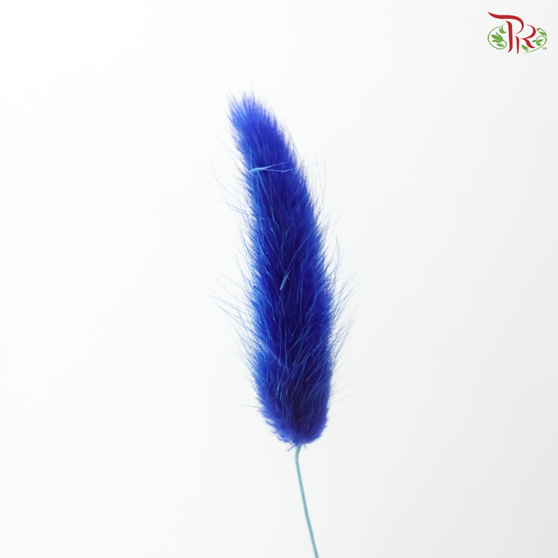 Dried Lagurus Bunny Tail - Blue (Per Bunch)