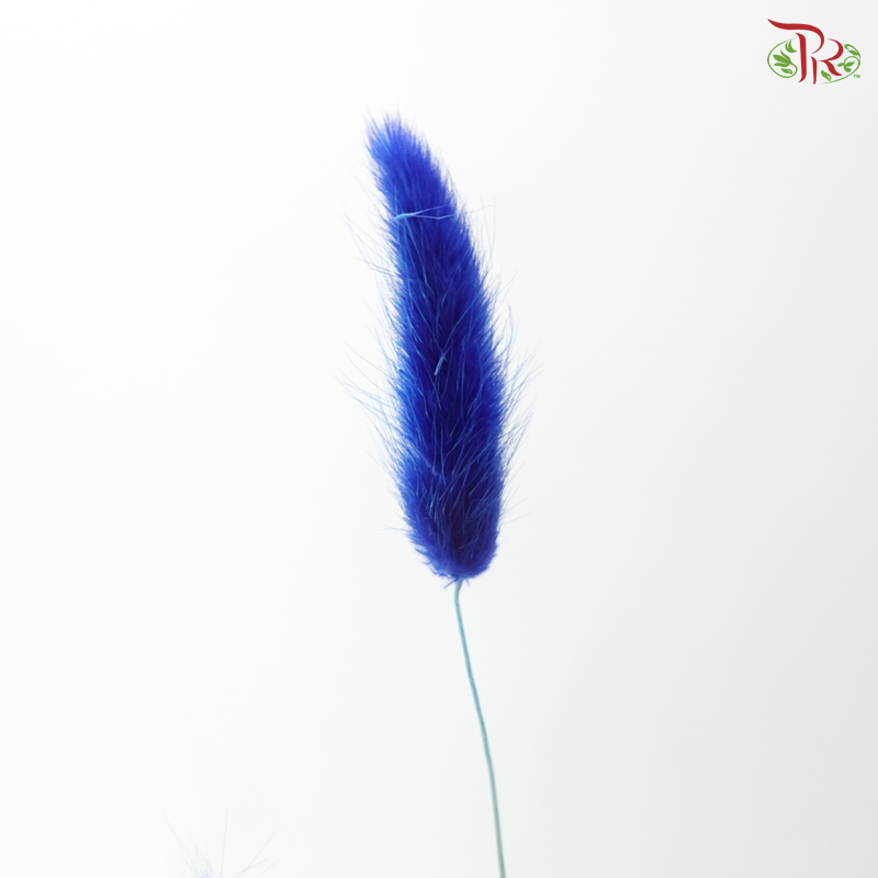 Dried Lagurus Bunny Tail - Blue (Per Bunch)