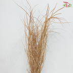 Dry Maiden Grass (Per Bunch)