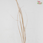 Dry Maiden Grass (Per Bunch)