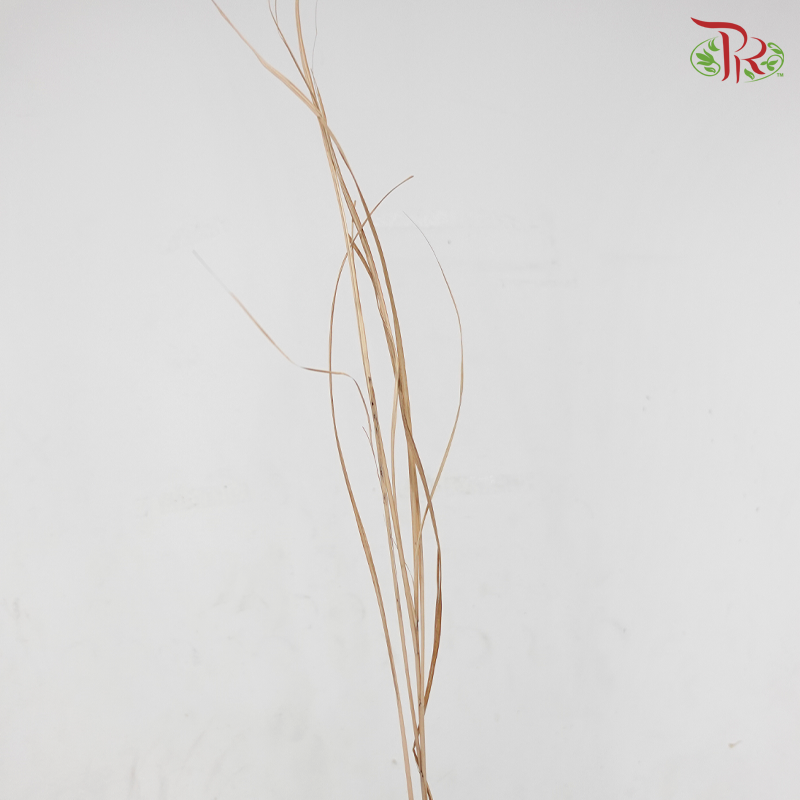 Dry Maiden Grass (Per Bunch)