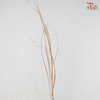 Dry Maiden Grass (Per Bunch)