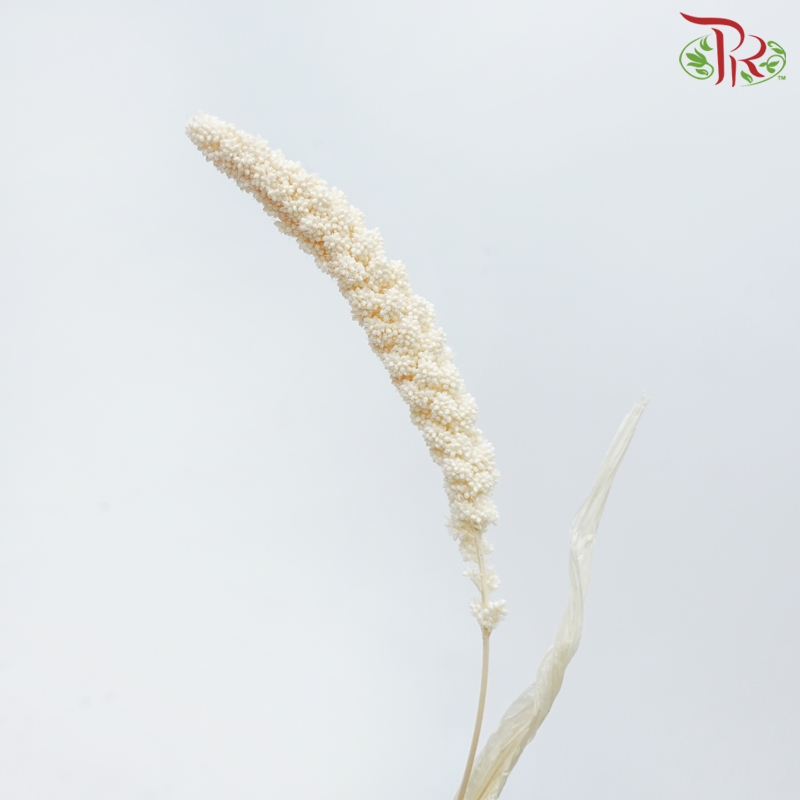 Dry Millet - White (Per Bunch)