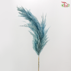 Dried Wild Pampas Grass - Blue