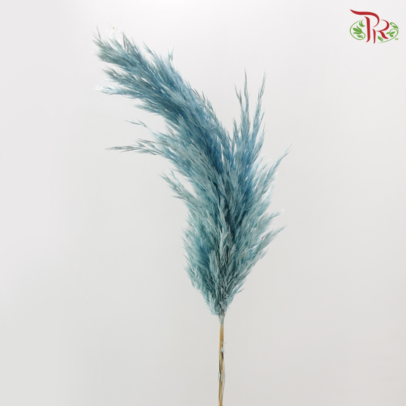 Dried Wild Pampas Grass - Blue