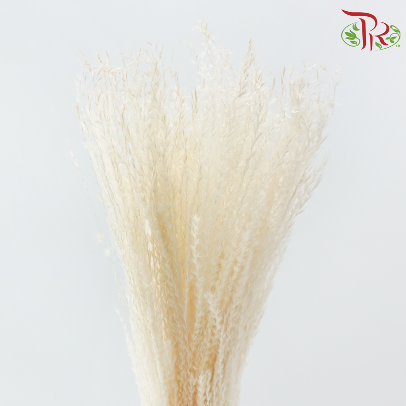 Dry Mini Pampas - Natural