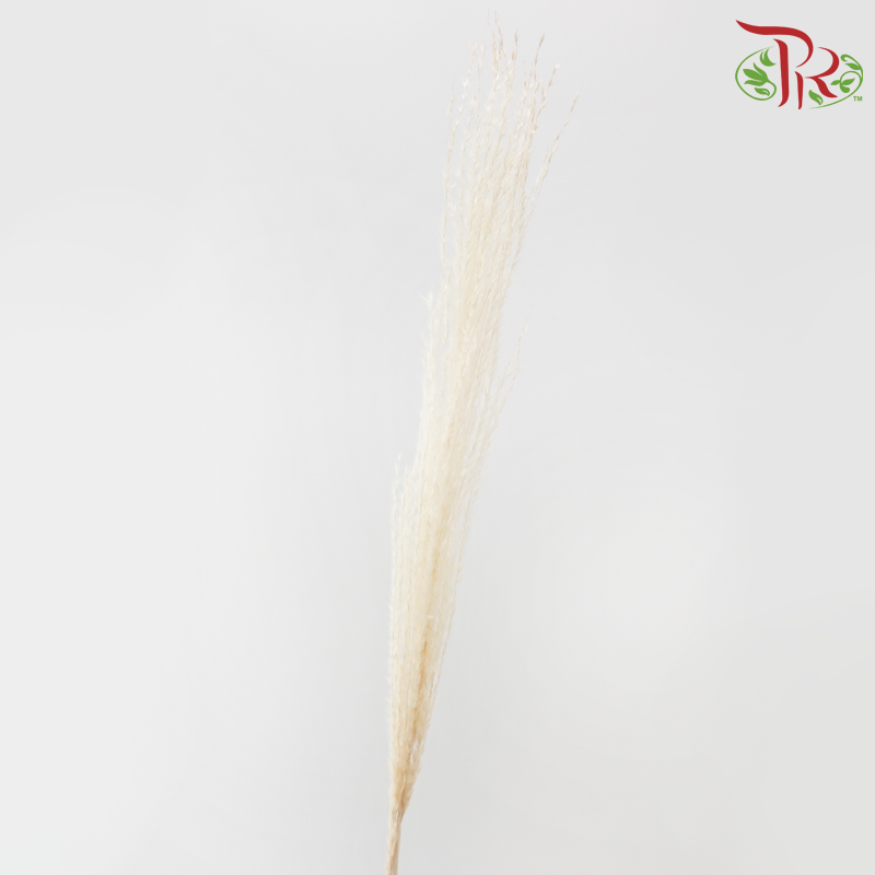 Dry Mini Pampas - Natural