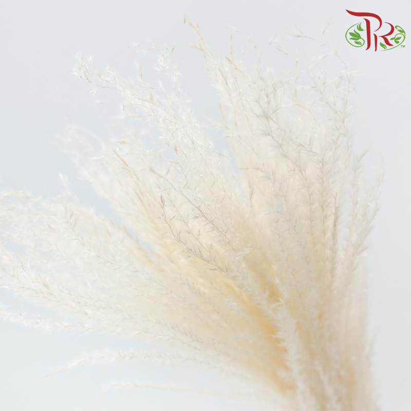 Dry Mini Pampas - Natural