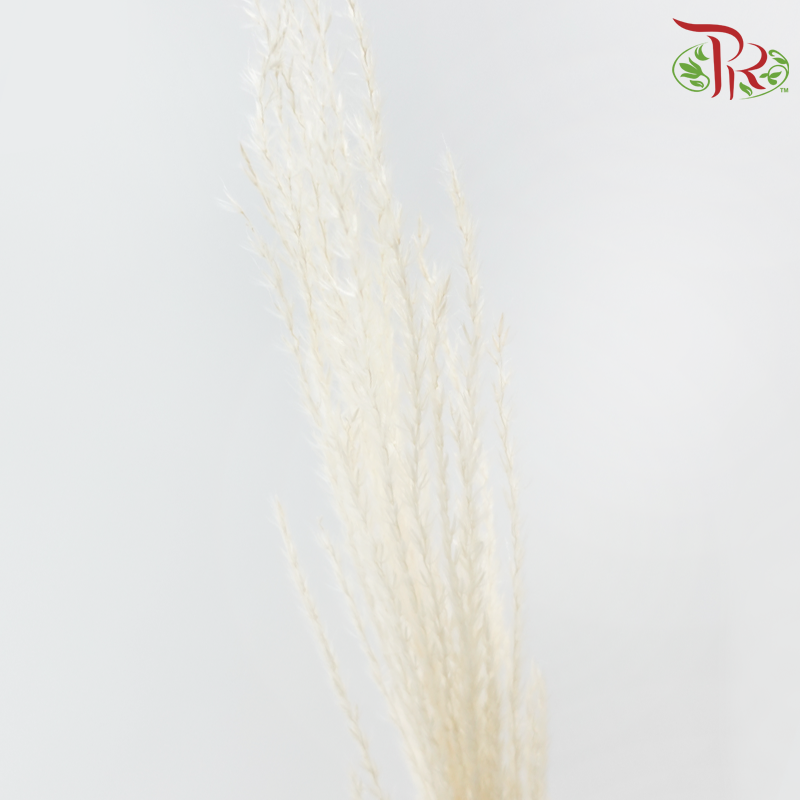 Dry Mini Pampas - Natural