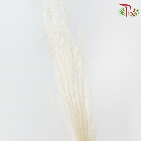 Dry Mini Pampas - Natural