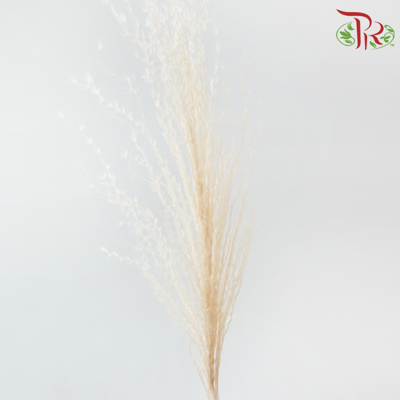 Dry Mini Pampas - Light Peach