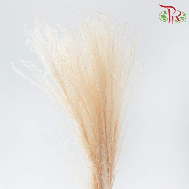 Dry Mini Pampas - Light Peach