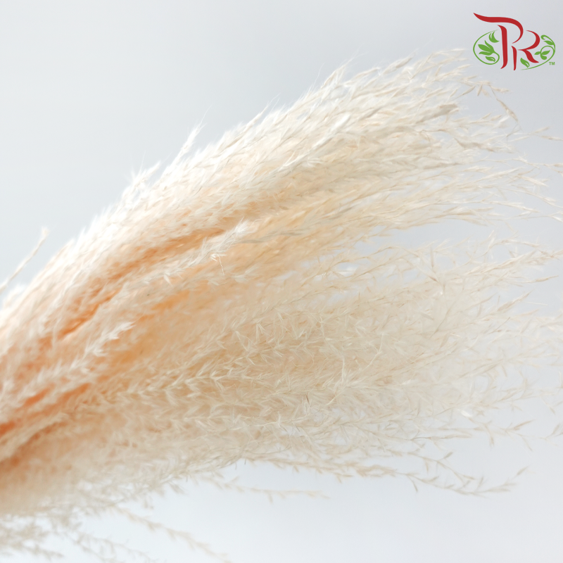 Dry Mini Pampas - Light Peach