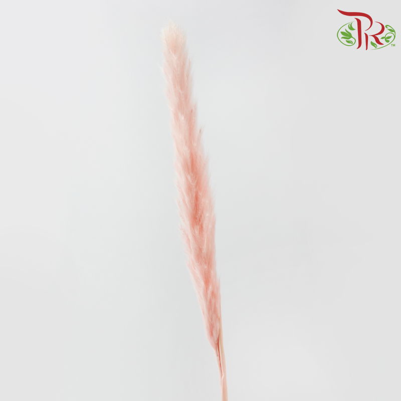 Dry Mini Pampas - Pink