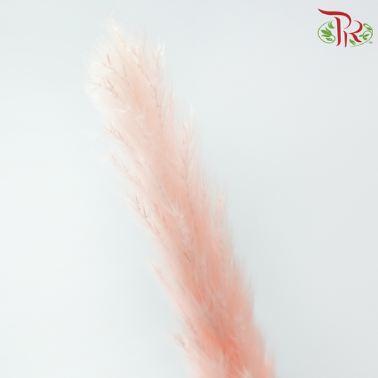 Dry Mini Pampas - Pink