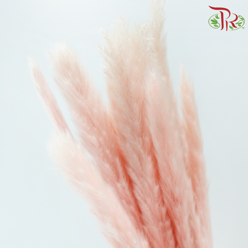 Dry Mini Pampas - Pink