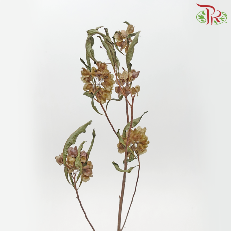 Dried Triangular Prism (Per Bunch) - Pudu Ria Florist