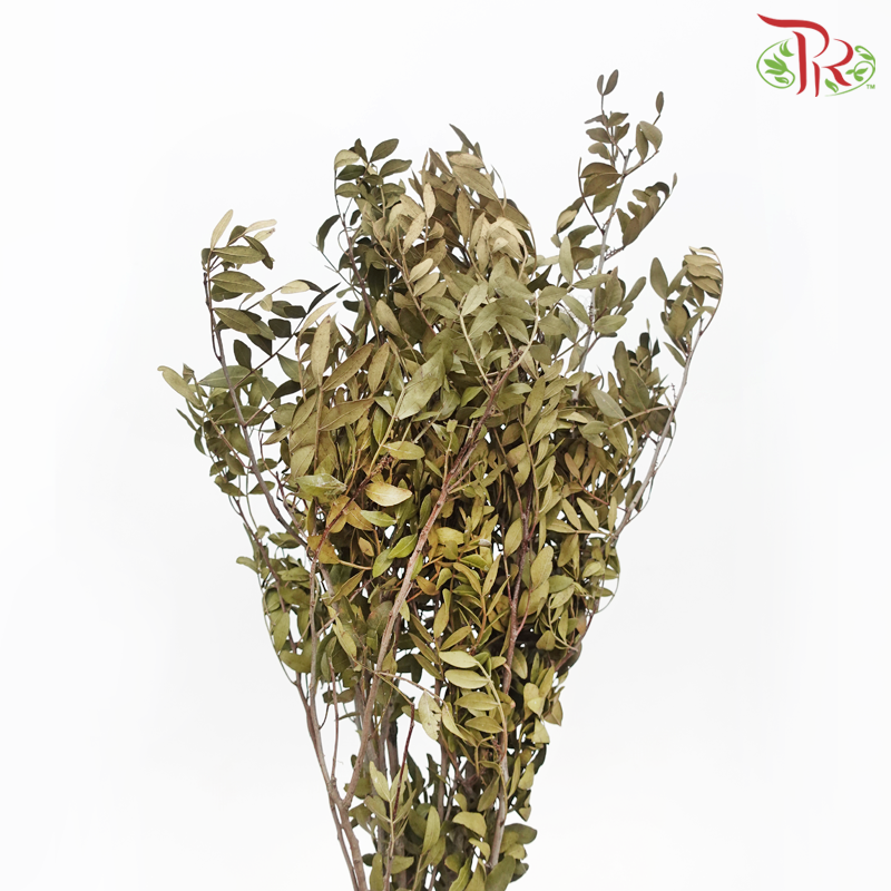 Dried Pistacia Leaf (Per Bunch) - Pudu Ria Florist