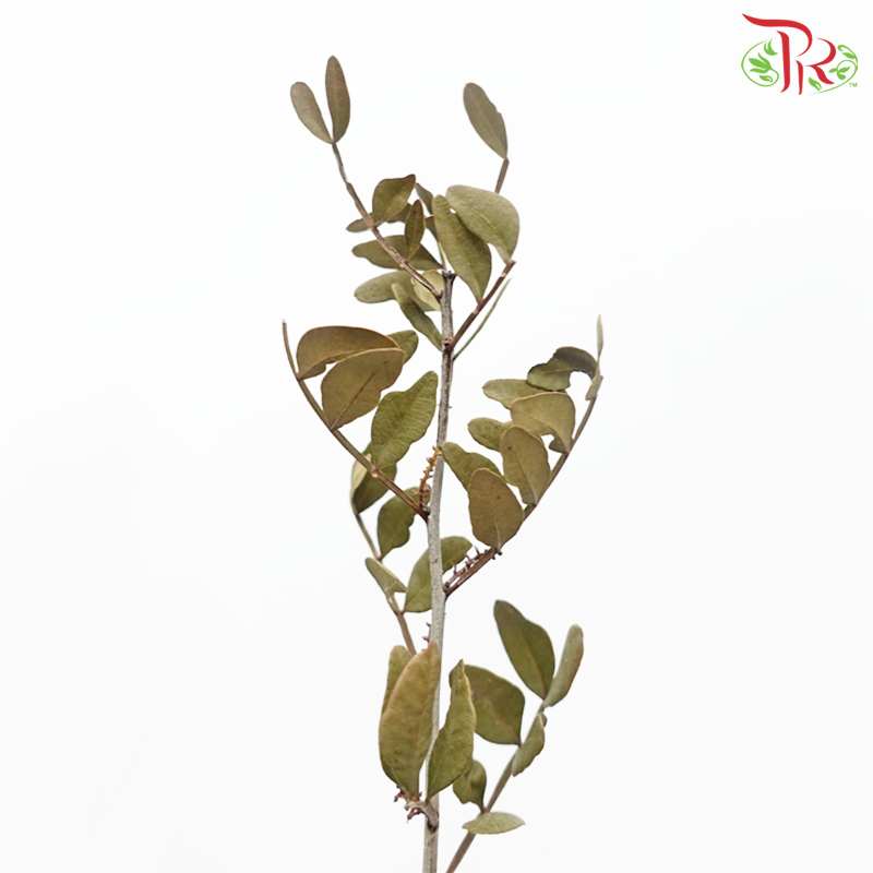 Dried Pistacia Leaf (Per Bunch) - Pudu Ria Florist