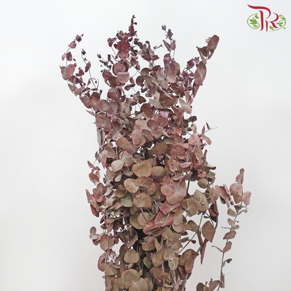 Dried Eucalyptus Red (Per Bunch) - Pudu Ria Florist
