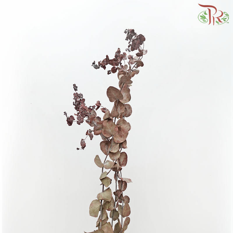 Dried Eucalyptus Red (Per Bunch) - Pudu Ria Florist