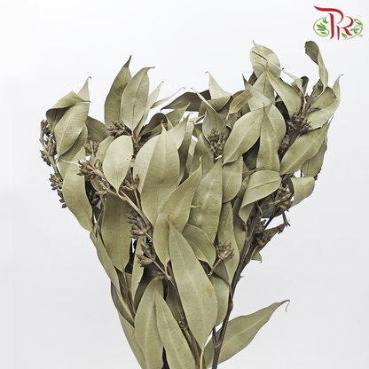 Dried Eucalyptus Robusta With Berry (Per Bunch) - Pudu Ria Florist
