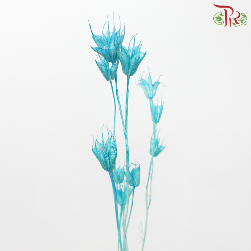 Dry Nigellia Pods - Blue (Per Bunch)