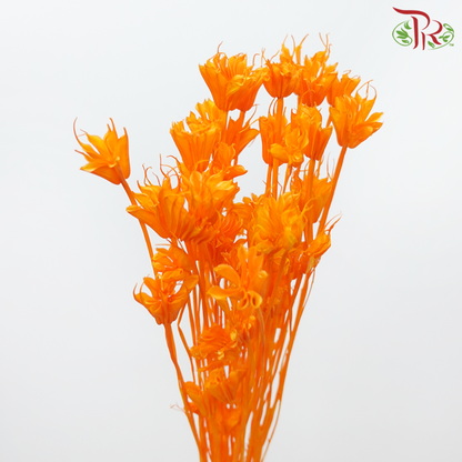 Dry Nigellia Pods - Orange (Per Bunch)