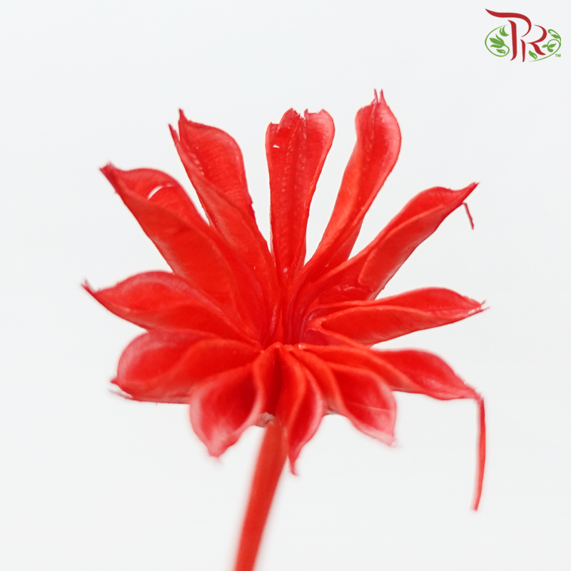 Dry Nigellia Pods - Red (Per Bunch)