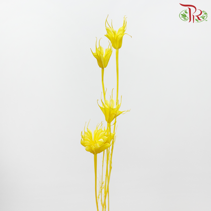 Dry Nigellia Pods - Yellow (Per Bunch)