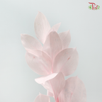 Dry Orange Leaf Dyed - Pink (Per Bunch)