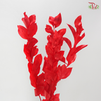 Dry Orange Leaf Dyed - Red (Per Bunch)