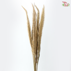Dried Pennisetum (5 Stems)