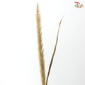 Dried Pennisetum (5 Stems)