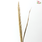Dried Pennisetum (5 Stems)