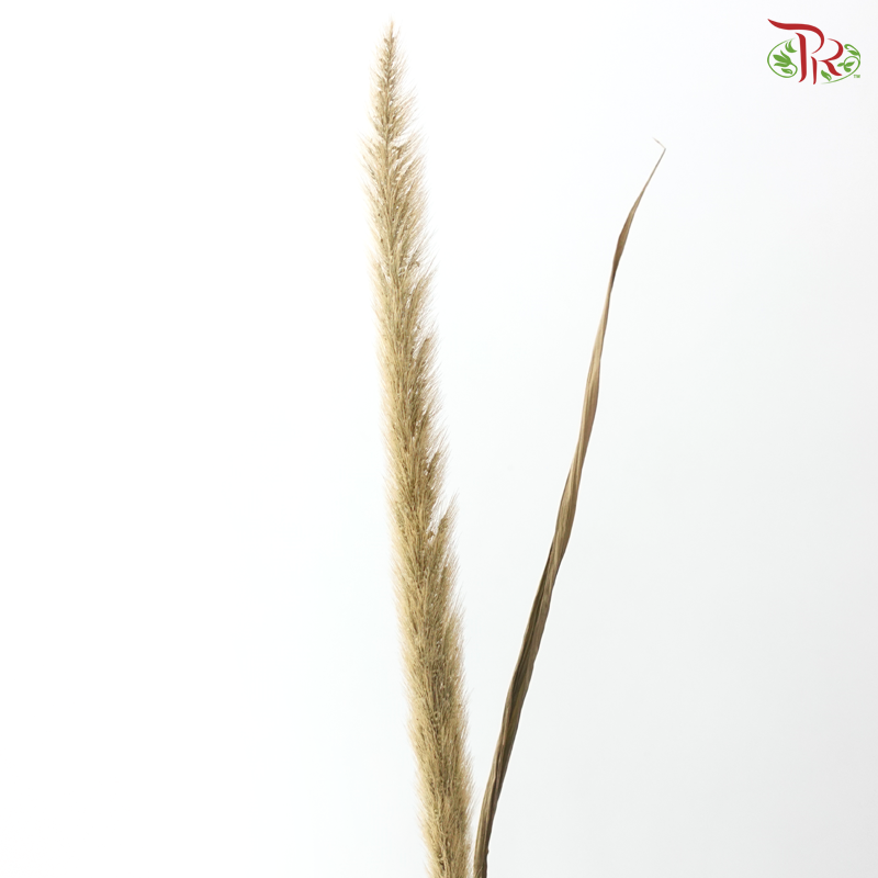 Dried Pennisetum (5 Stems)