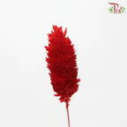 Dried Phalaris - Dark Red (Per Bunch)