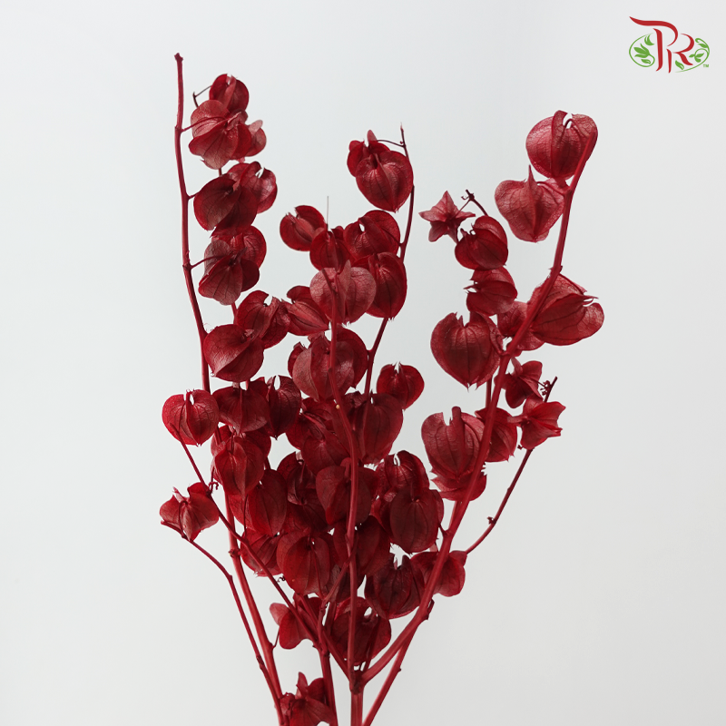 Dried Physalis - Dark Red (Per Bunch)